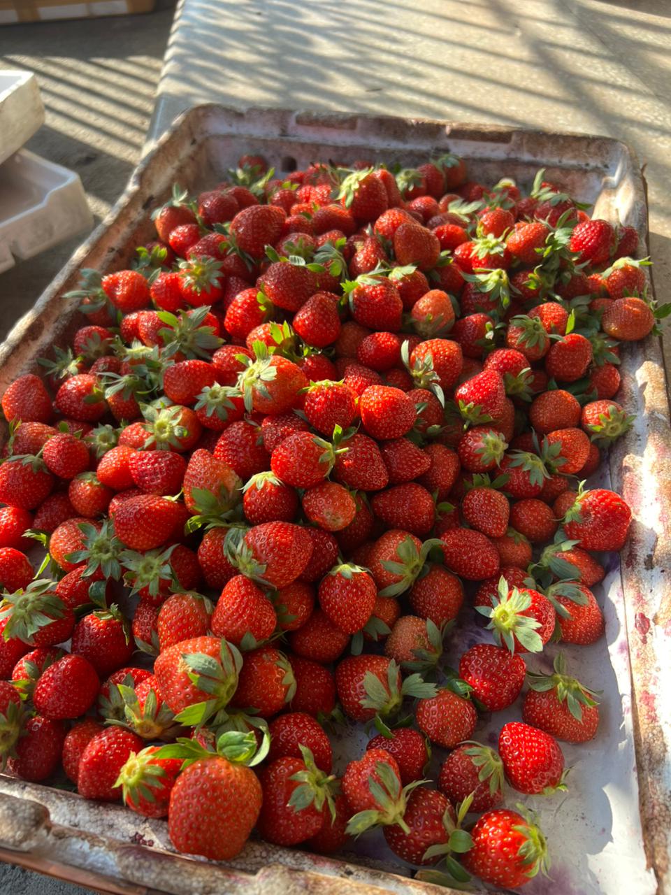 Strawberry Segar